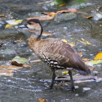 West Indian Whistling-Duck